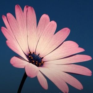 Meet your Posher, Litzy